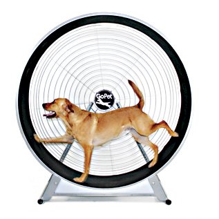 Large-dog-treadwheel.jpg